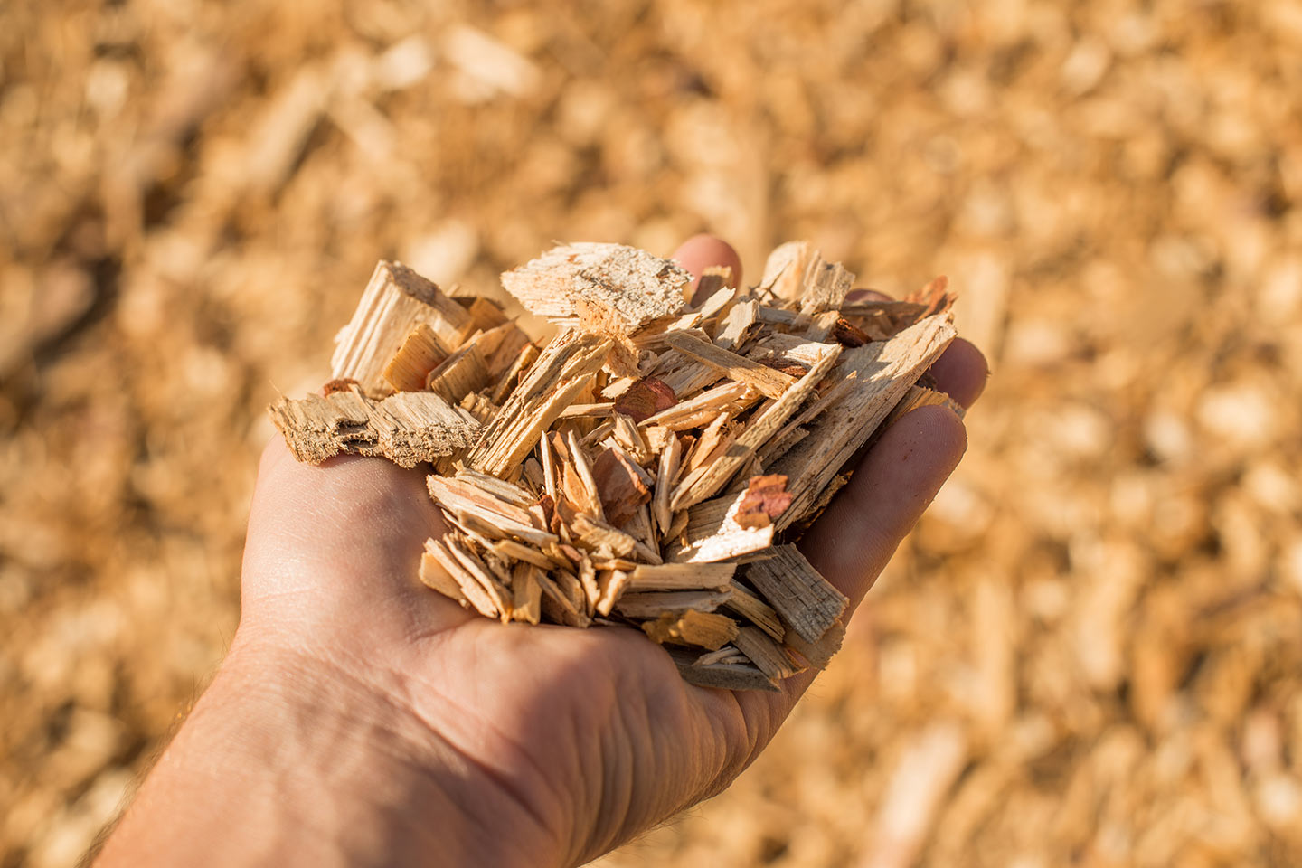 Wood chips for biomass manufactured in La Pine, Oregon.